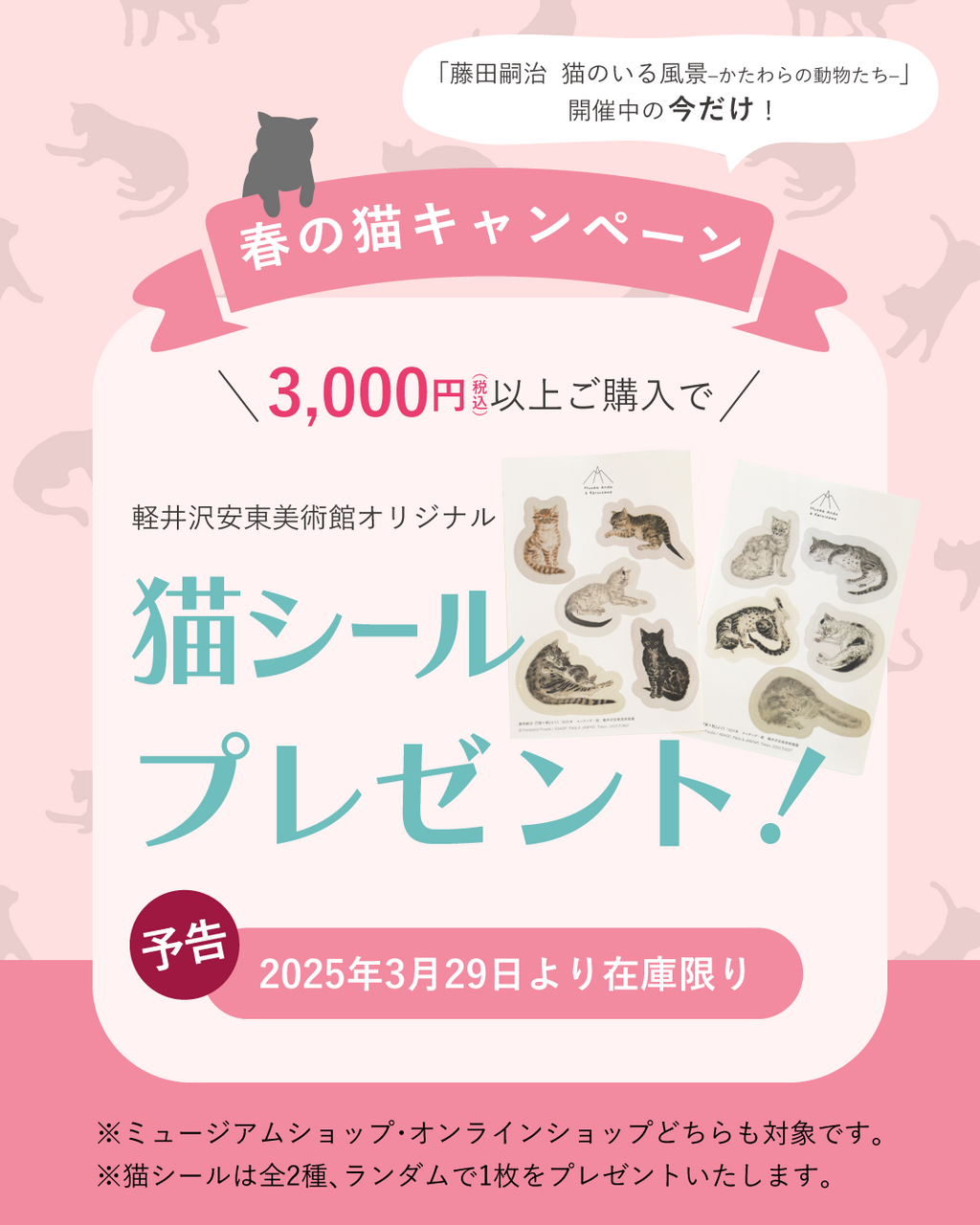 【予告🌸春の猫キャンペーン】